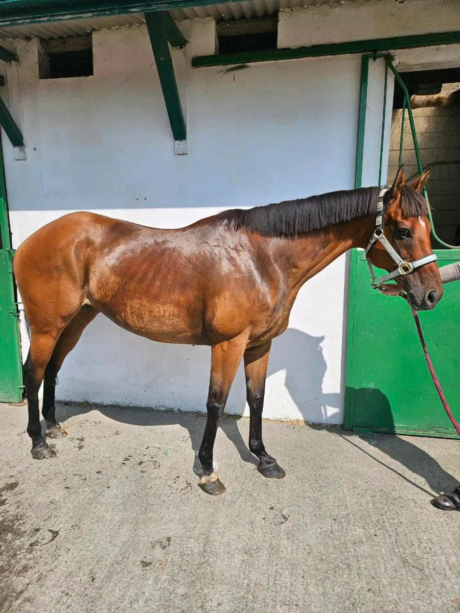 Perfect horse to suit anyone - Image 1