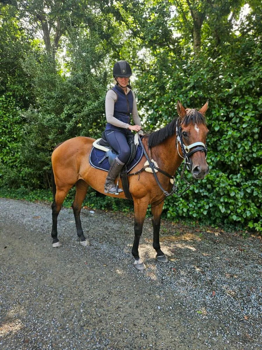 Perfect horse to suit anyone - Image 2