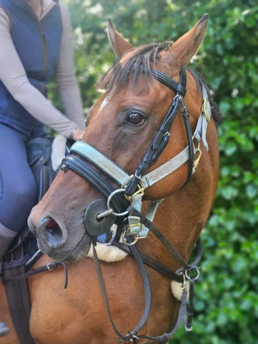 Perfect horse to suit anyone - Image 3