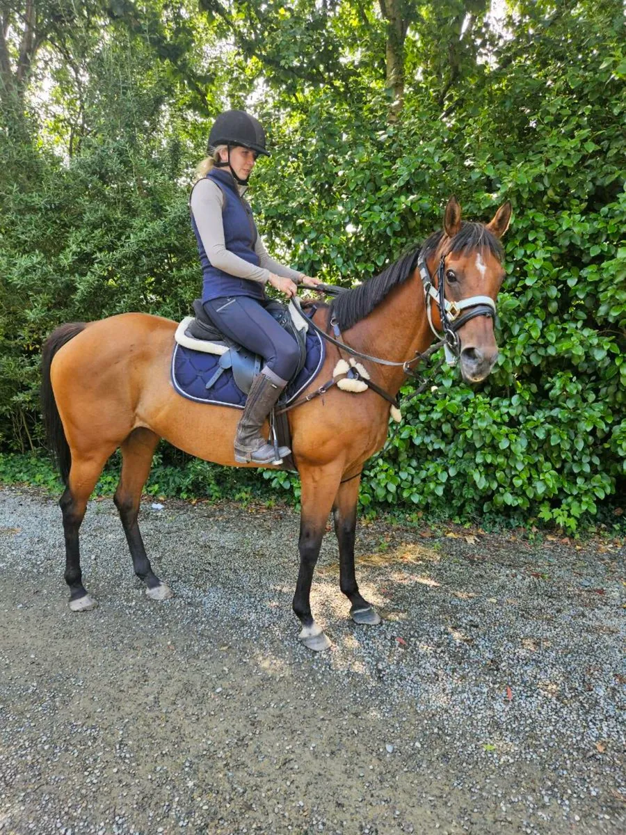 Perfect horse to suit anyone - Image 4