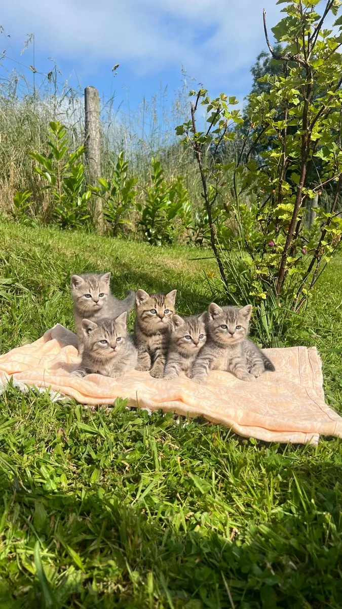 1/2 British shorthair kittens - Image 1