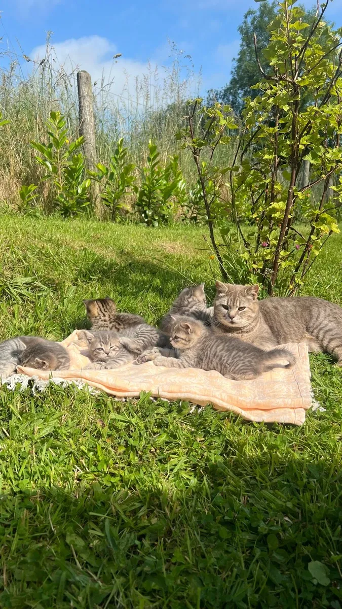 1/2 British shorthair kittens - Image 2