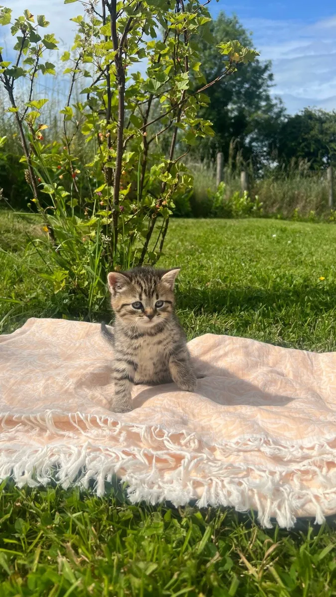 1/2 British shorthair kittens - Image 3