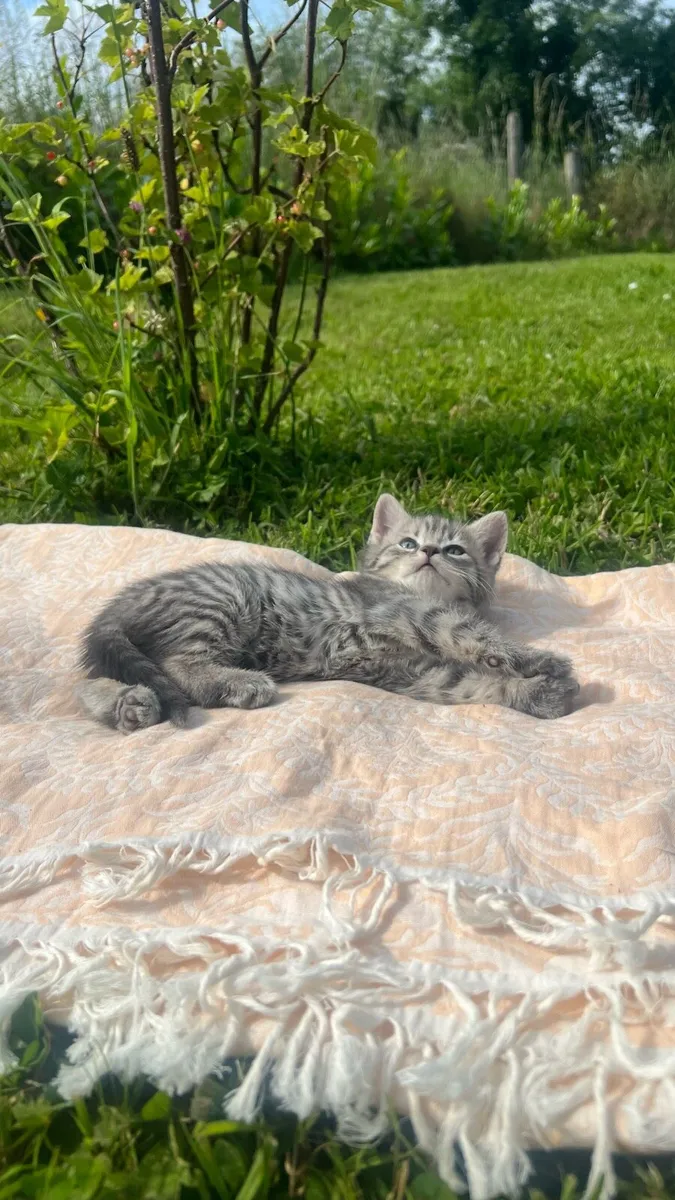 1/2 British shorthair kittens - Image 4