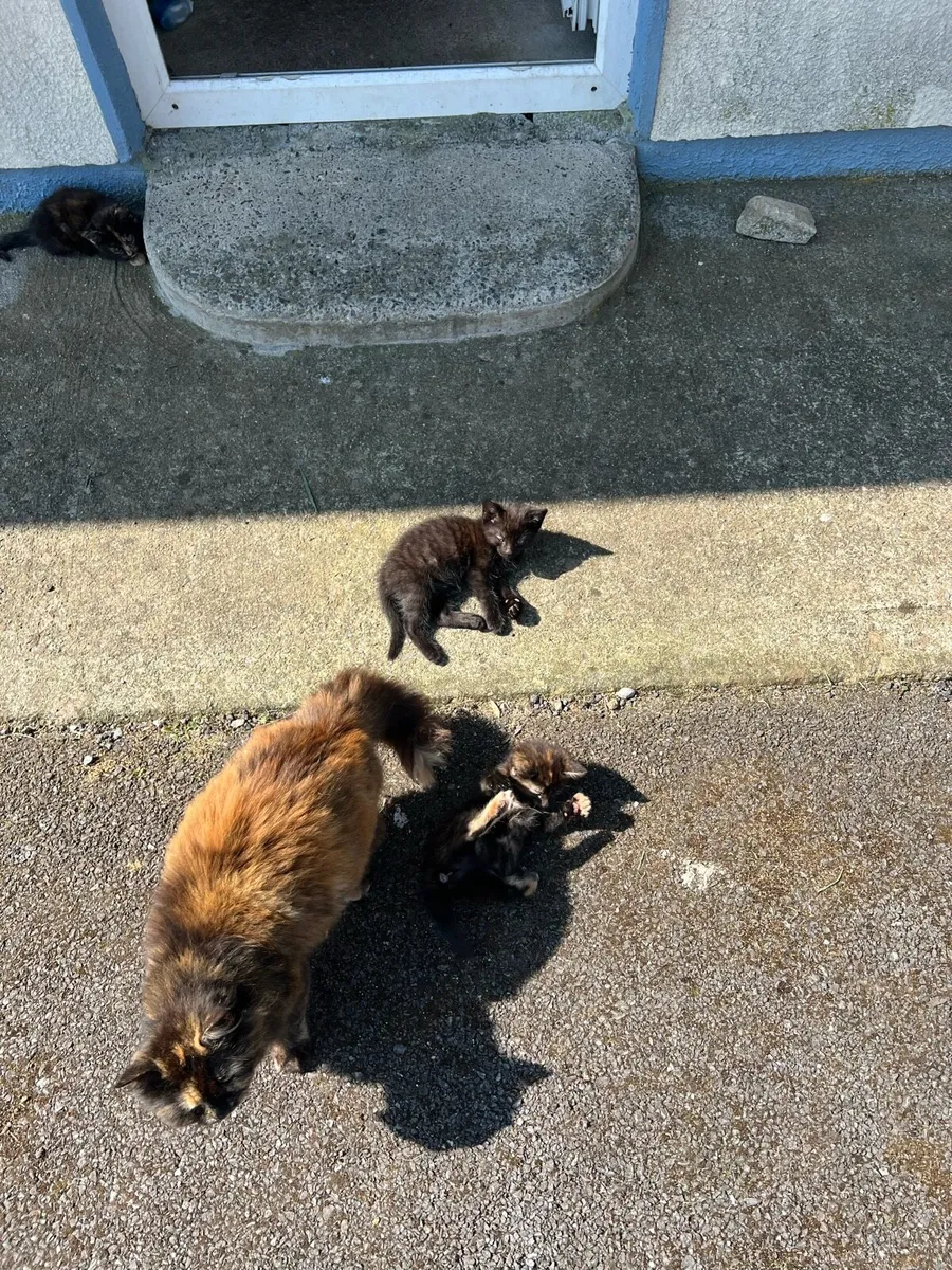 Beautiful kittens - Image 1