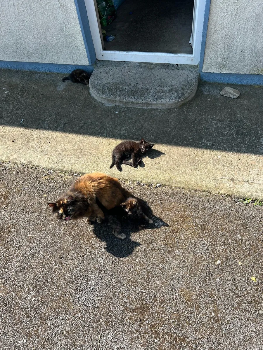 Beautiful kittens - Image 2