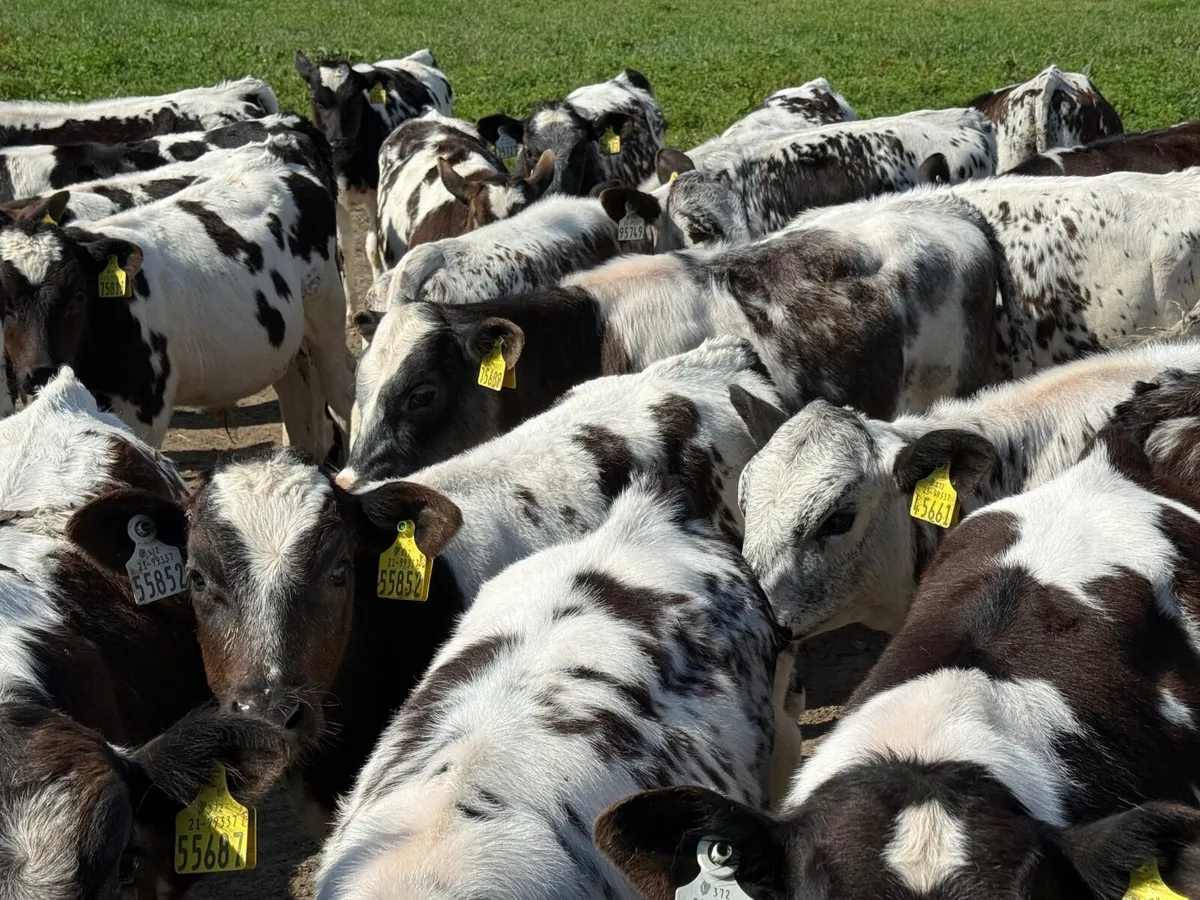32 BELGIAN BLUE BLUES ( AI BRED) - Image 1