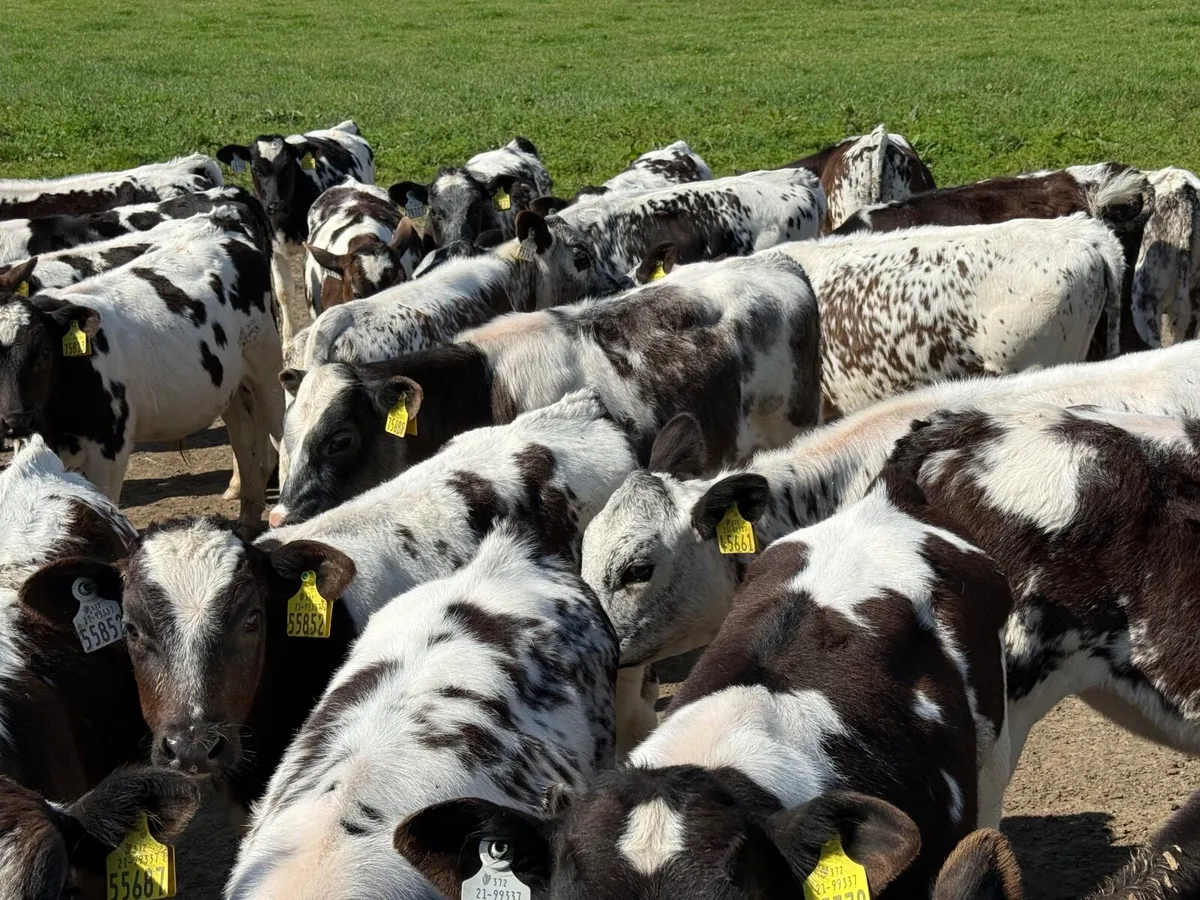 32 BELGIAN BLUE BLUES ( AI BRED) - Image 2