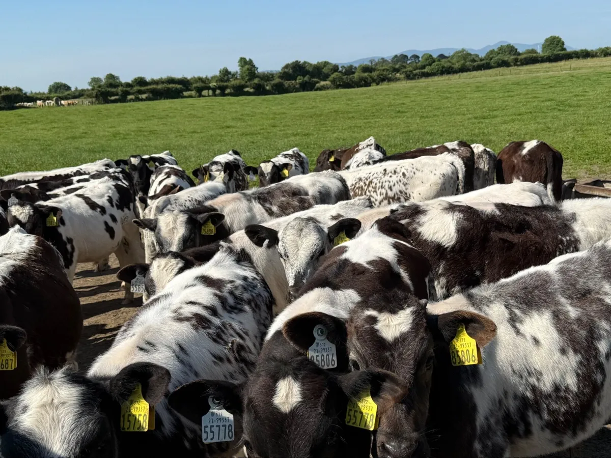32 BELGIAN BLUE BLUES ( AI BRED) - Image 3