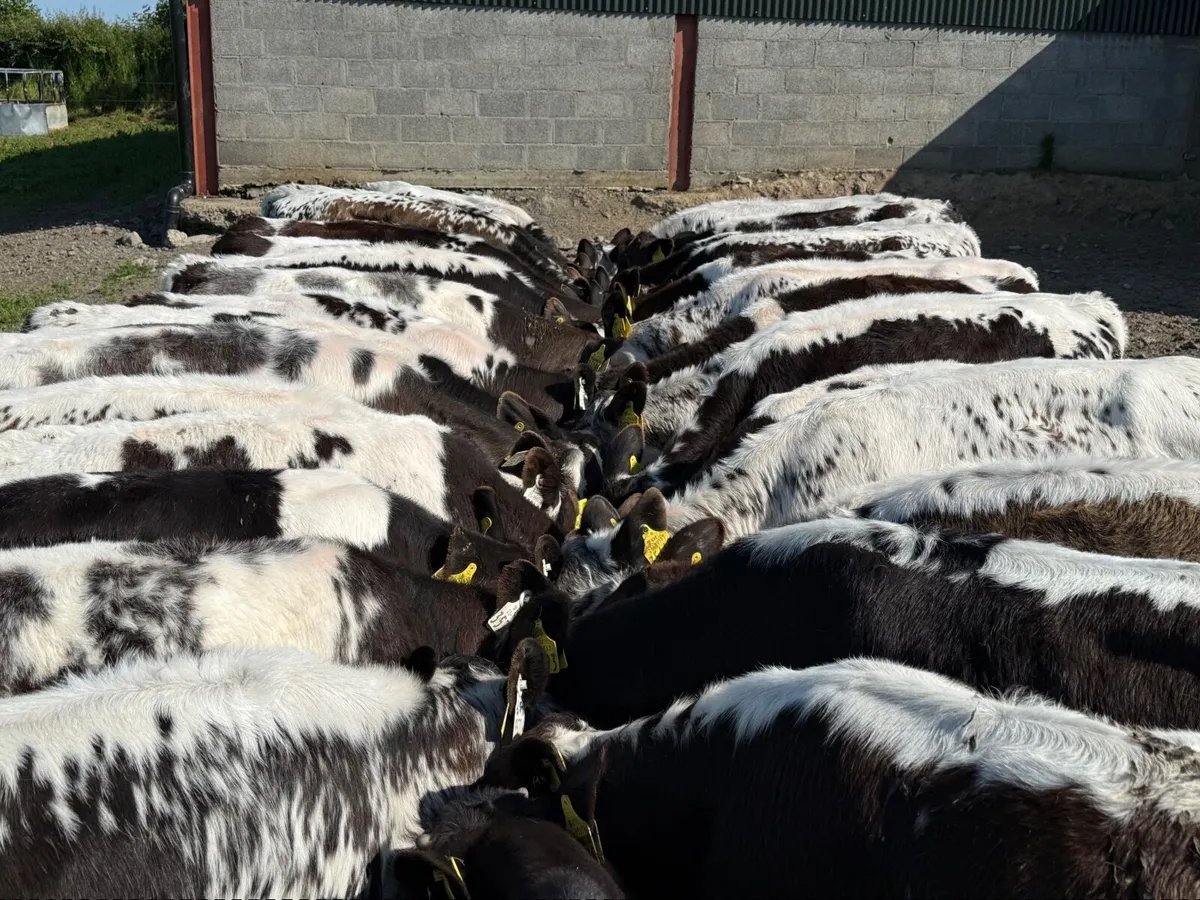 32 BELGIAN BLUE BLUES ( AI BRED) - Image 4