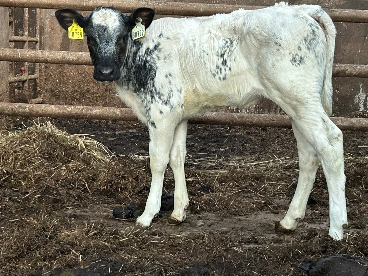 Smashing Belgium blue heifer calf - Image 1