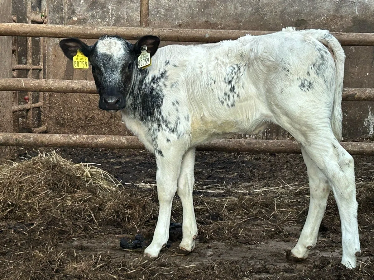 Smashing Belgium blue heifer calf - Image 2