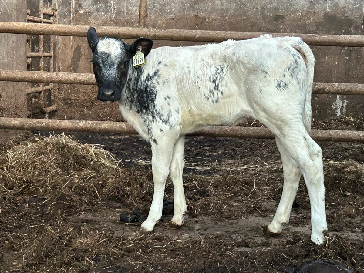 Smashing Belgium blue heifer calf - Image 3