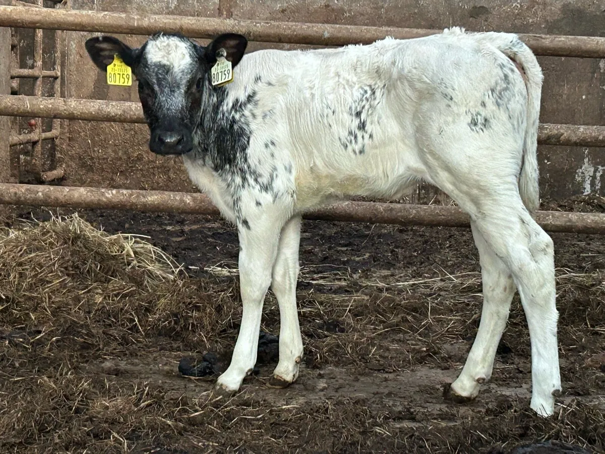 Smashing Belgium blue heifer calf - Image 4