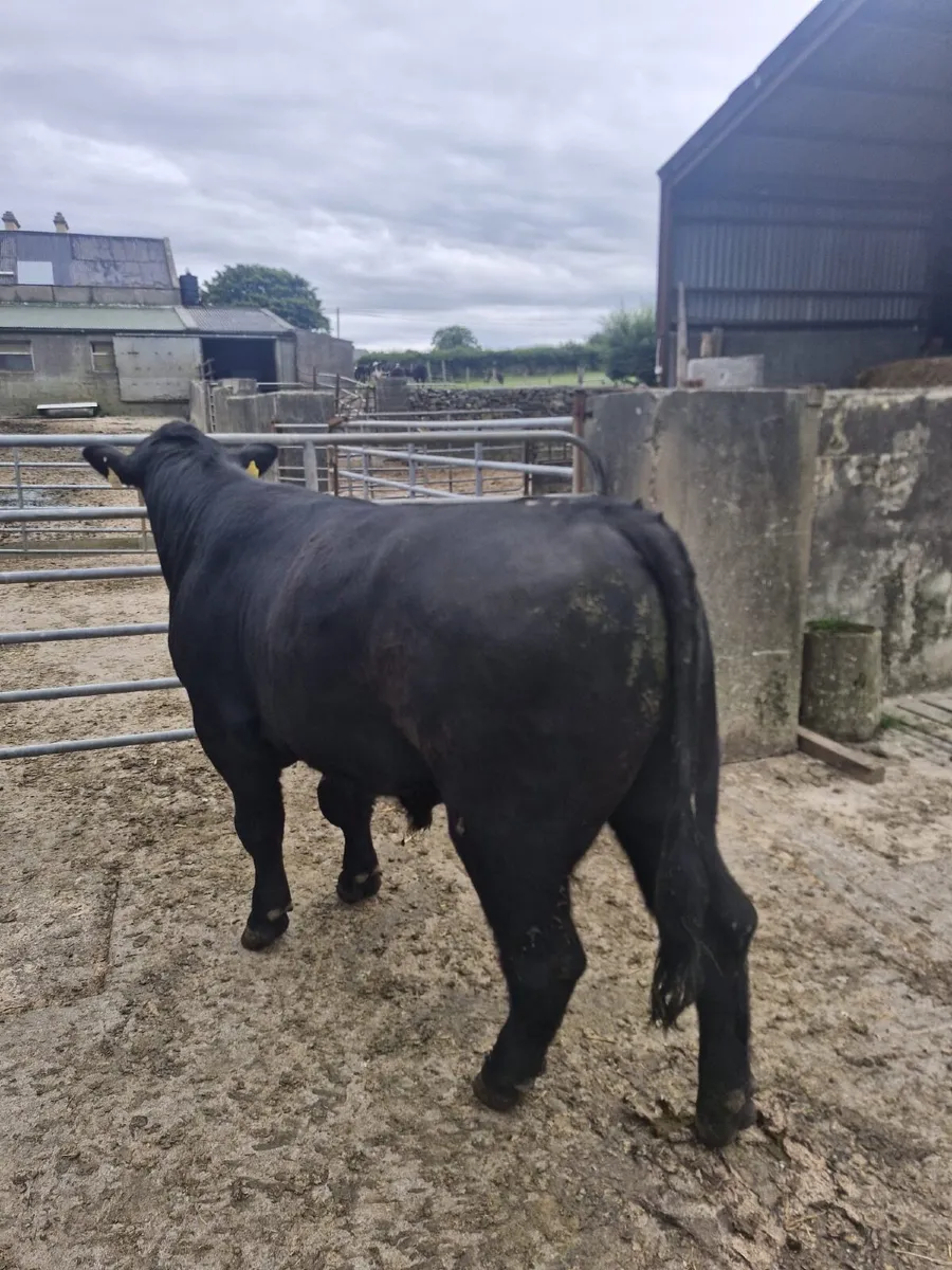 Bull - Image 2