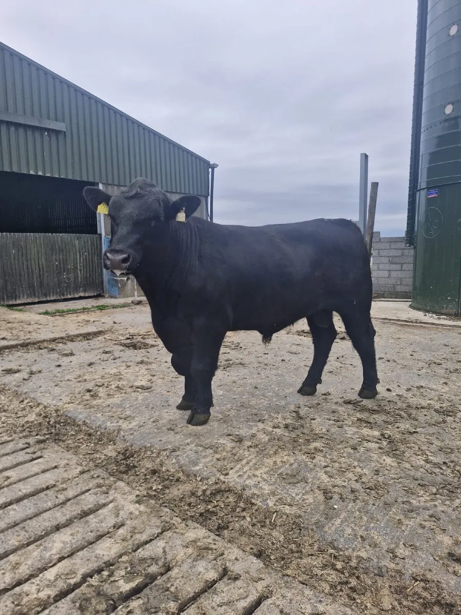 Bull - Image 3