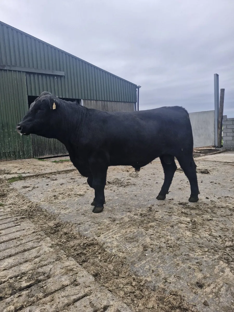 Bull - Image 1