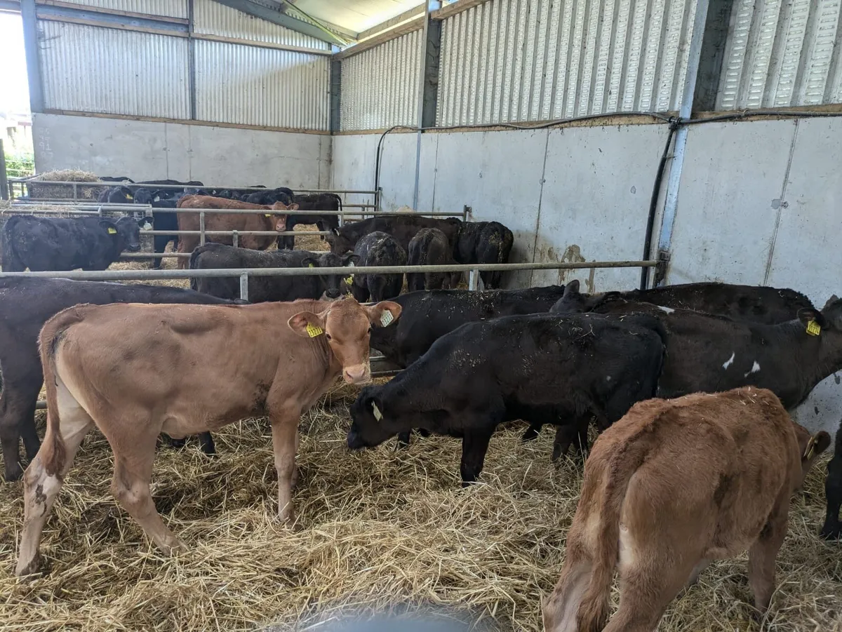 Special entry of 100 reared calves - Image 2