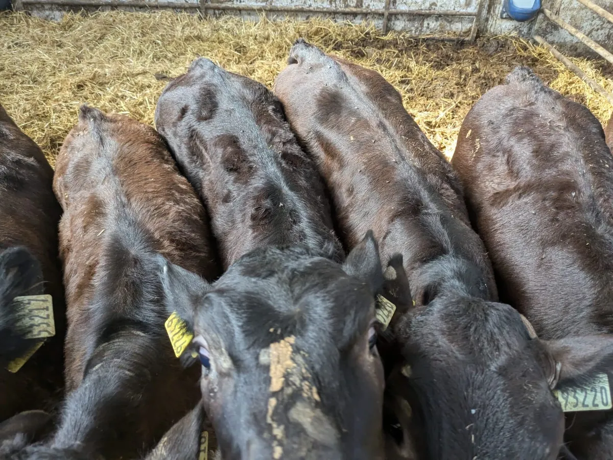 Special entry of 100 reared calves - Image 4