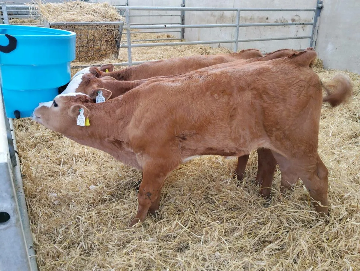 Montyx aubac calves - Image 3