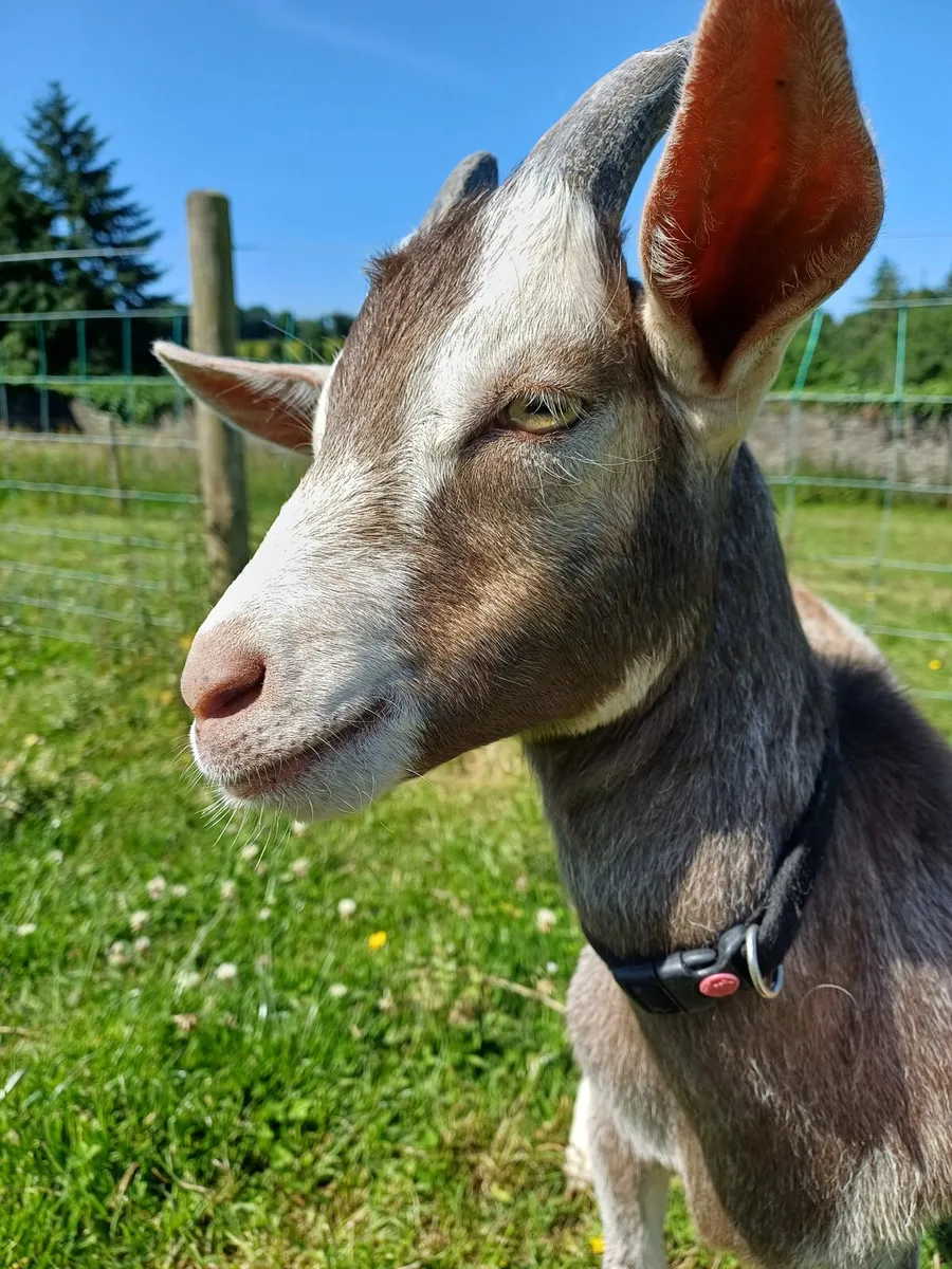 Saanen x Pygmy Buckling - Image 1