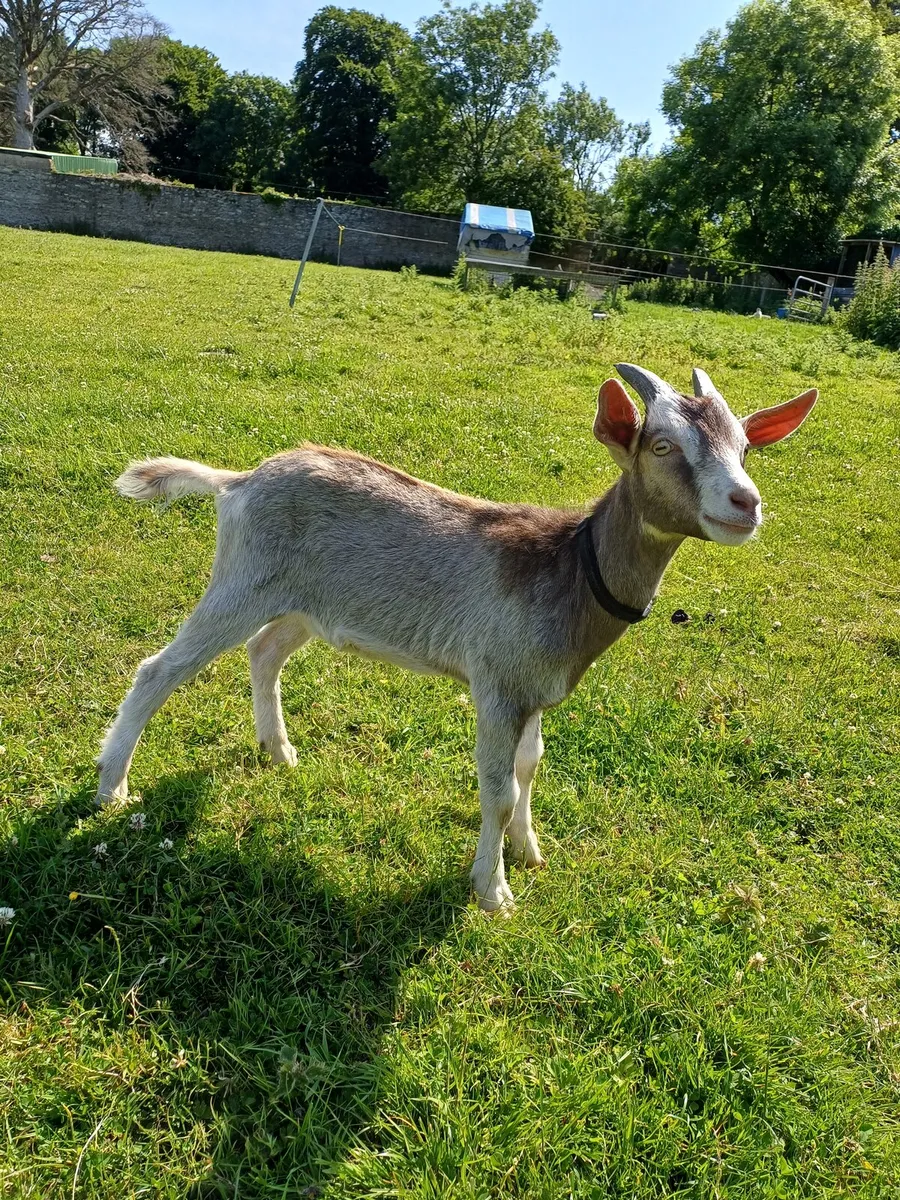 Saanen x Pygmy Buckling - Image 2