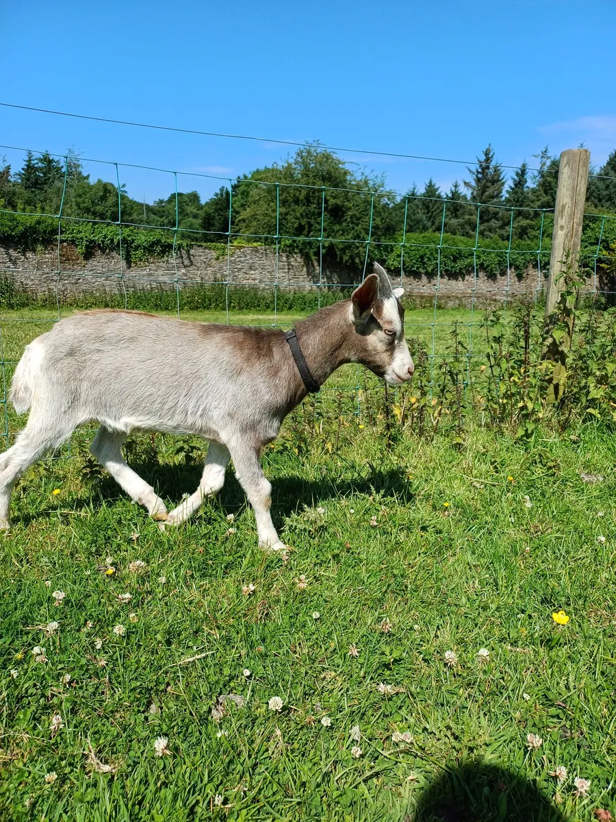 Saanen x Pygmy Buckling - Image 3