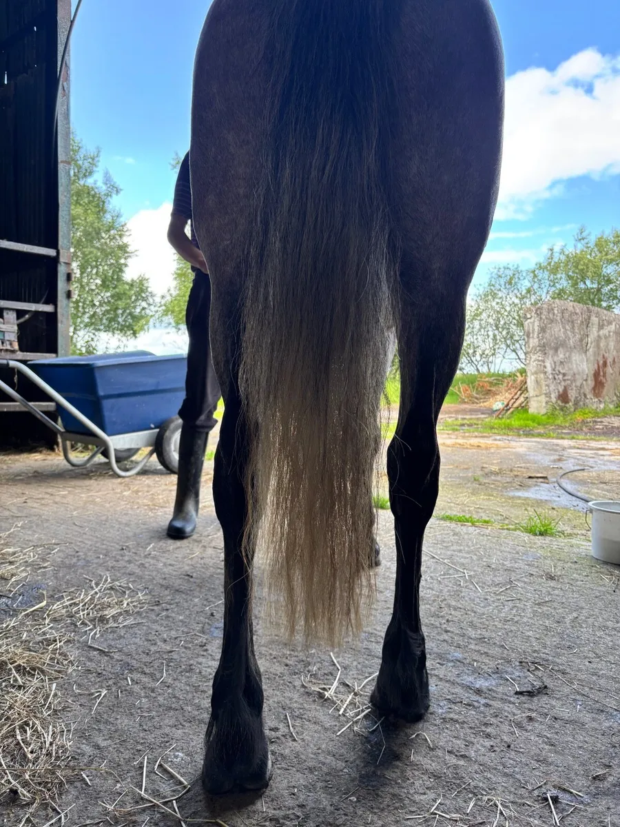 4yo 14hh Connemara mare C1 bred - Image 4