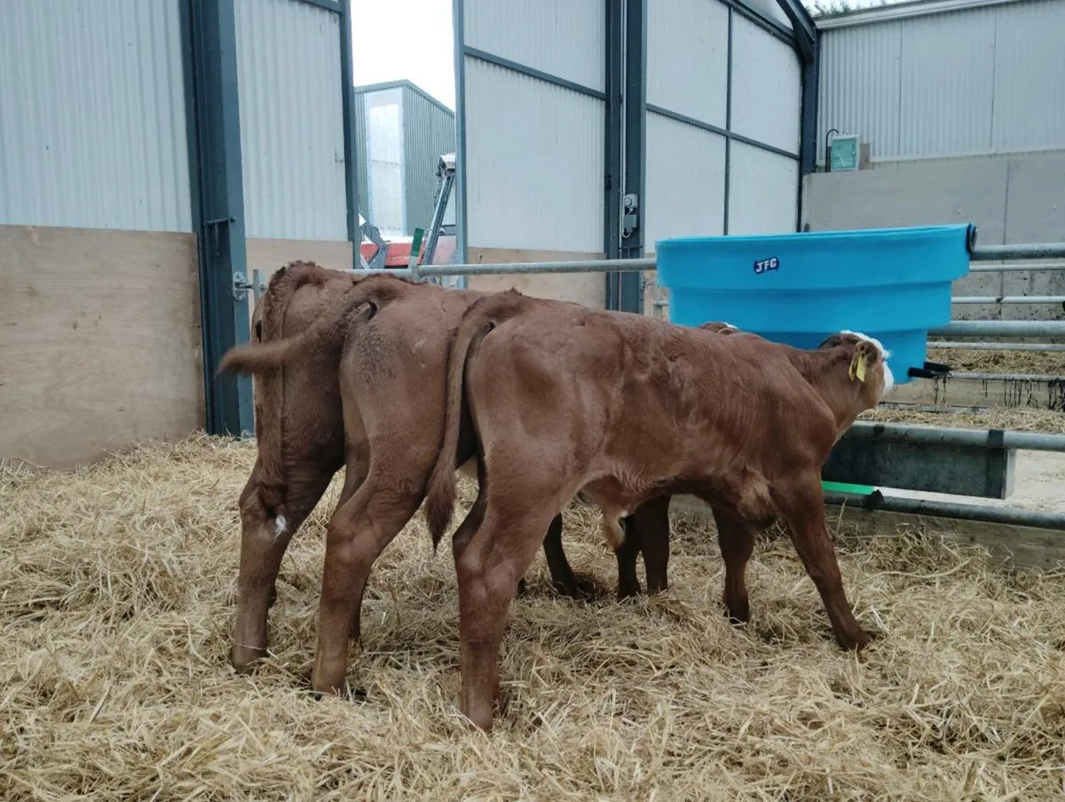 Montyx aubac calves - Image 1