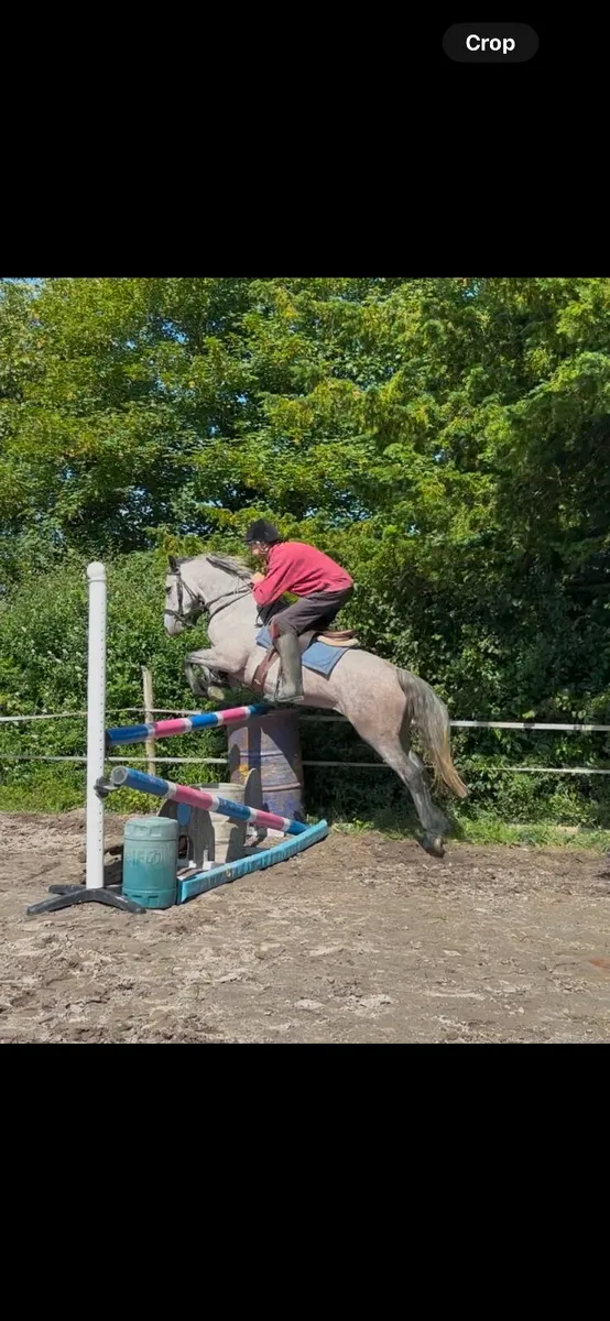 4yo 14hh Connemara mare C1 bred - Image 1