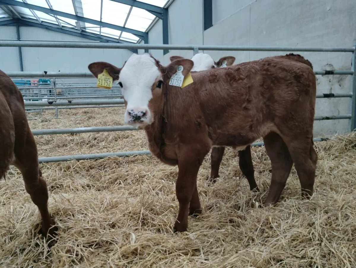 Montyx aubac calves - Image 2
