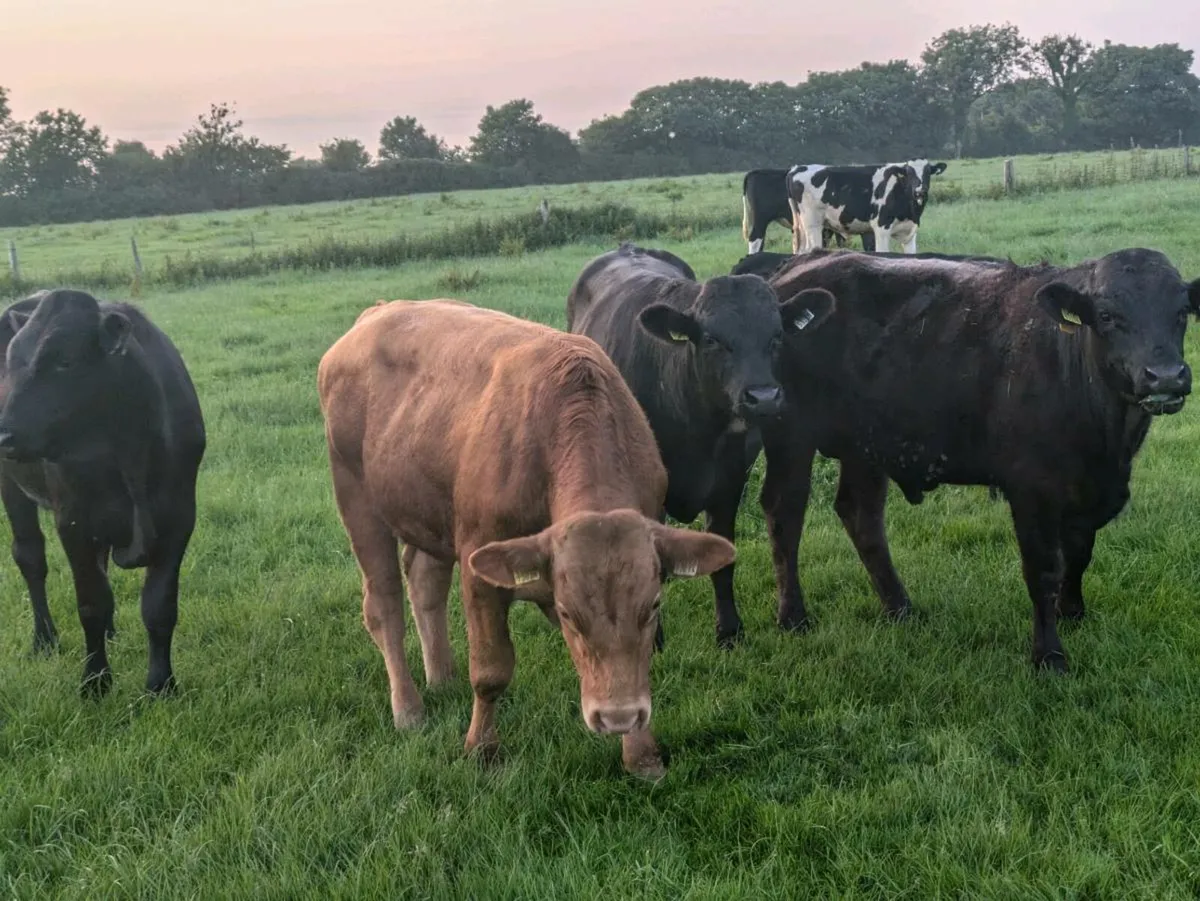 Beef Cattle - Image 2