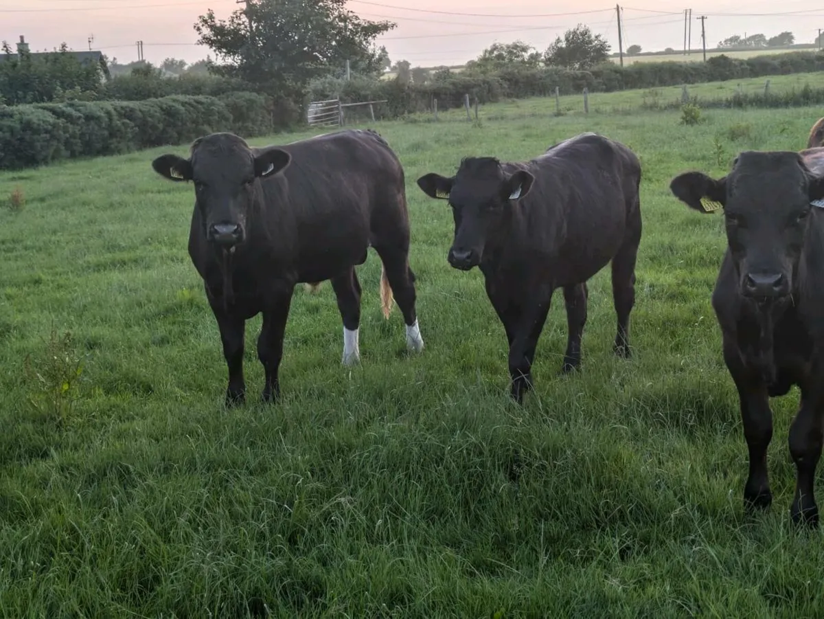 Beef Cattle - Image 3