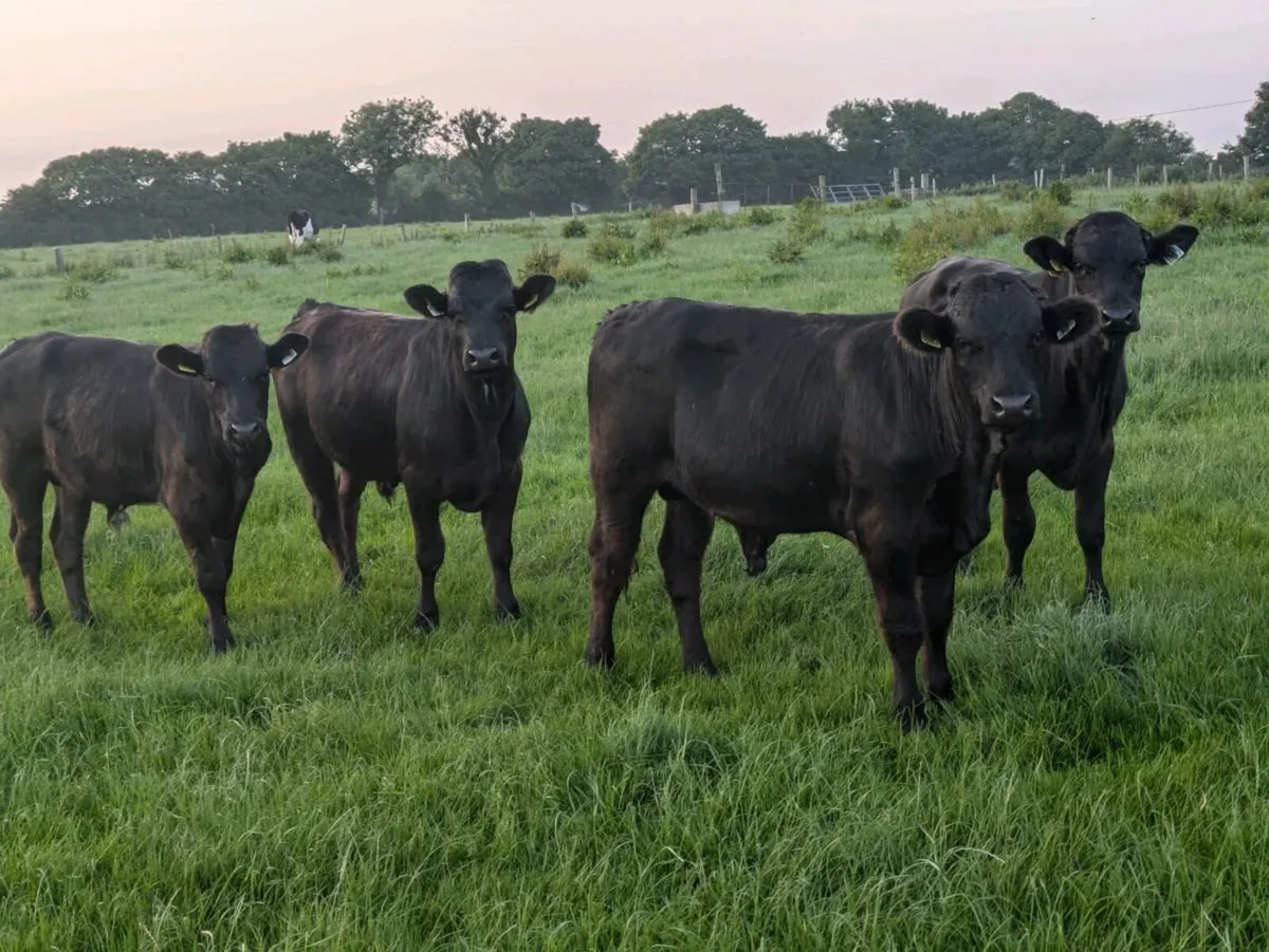 Beef Cattle - Image 4