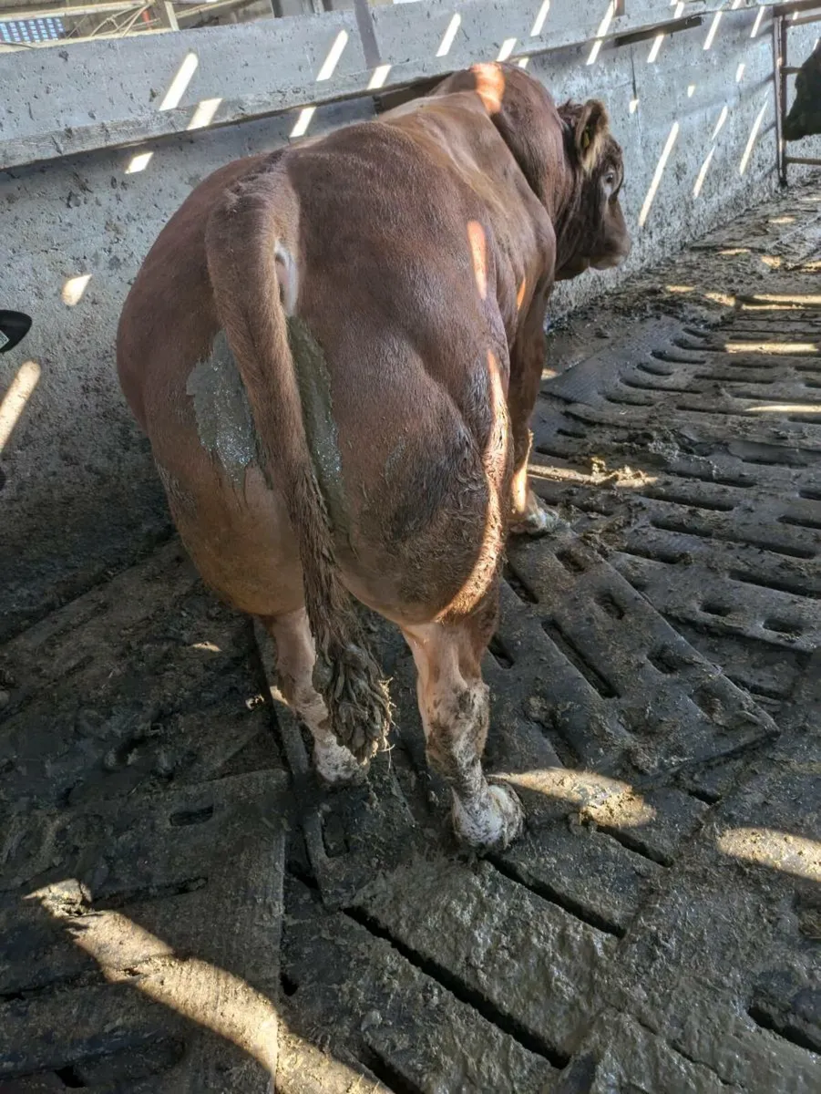 Beef Cattle - Image 1