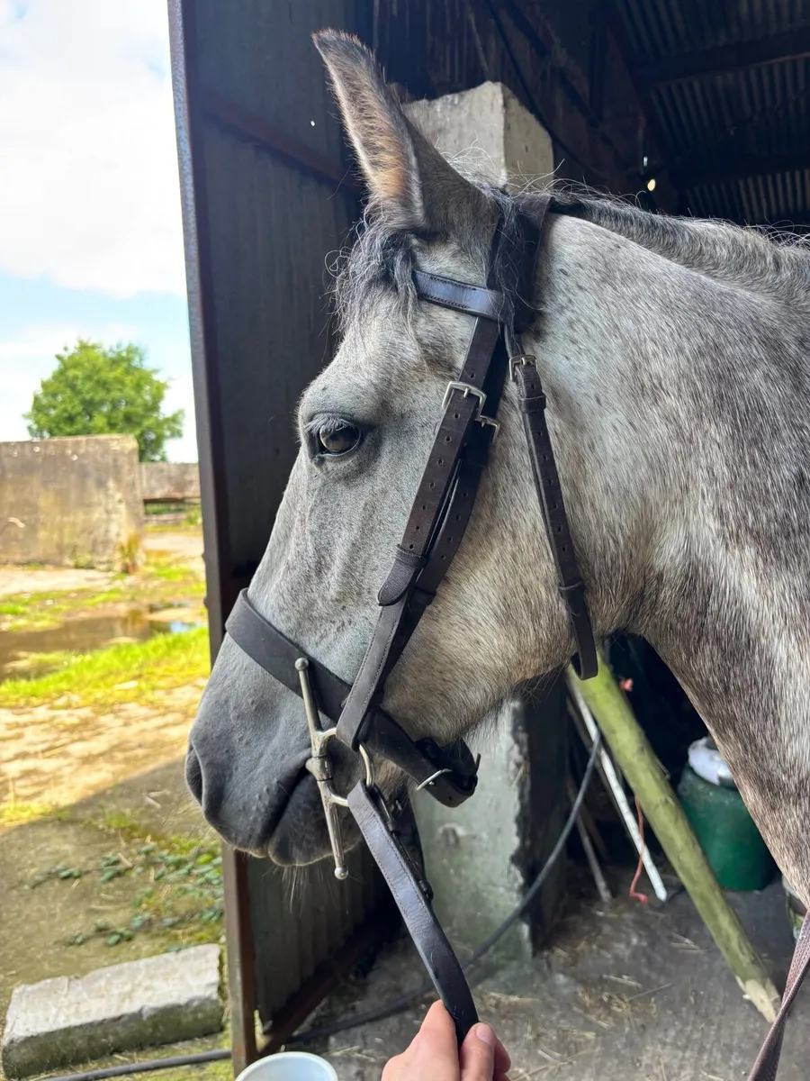 4yo 14hh Connemara mare C1 bred - Image 3