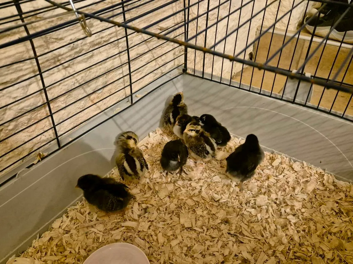 Chicks - Image 2