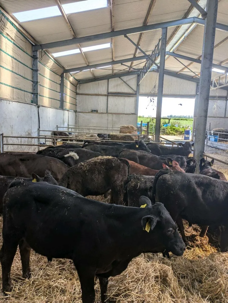 Calves ready for grass - Image 1