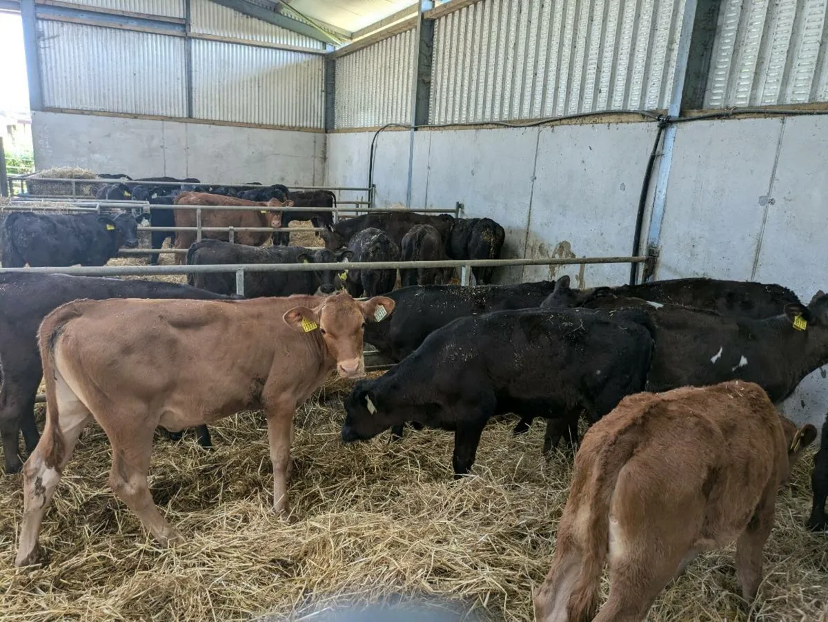 Calves ready for grass - Image 2
