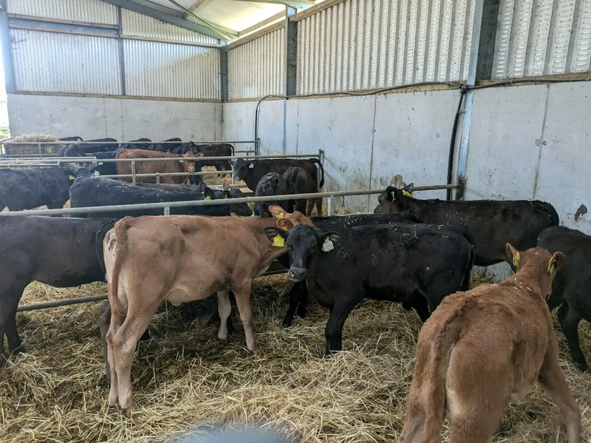 Calves ready for grass - Image 3