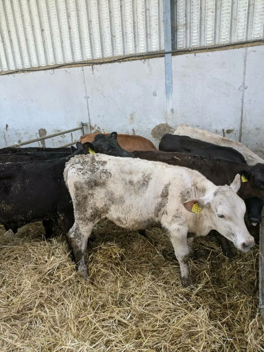Calves ready for grass - Image 4
