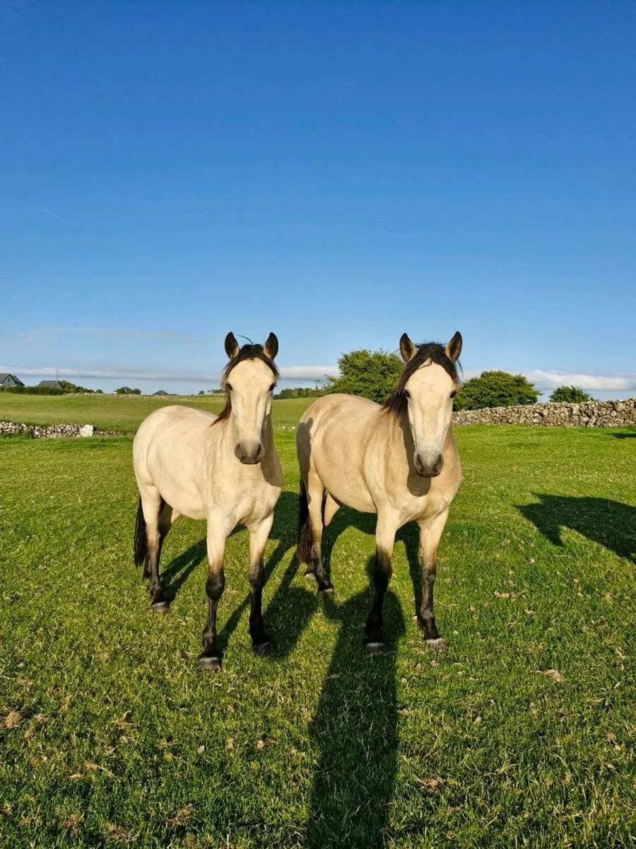 Connemara geldings - Image 1