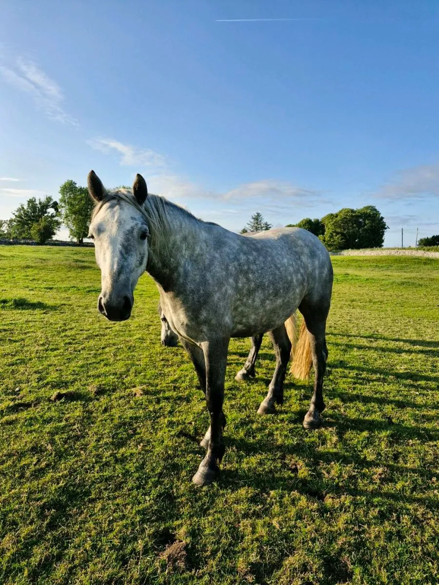 Connemara geldings - Image 2