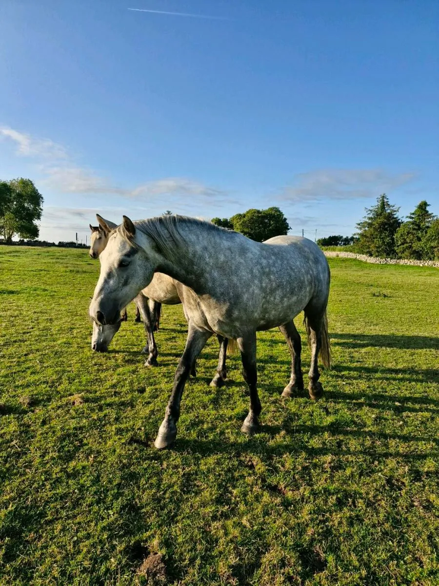Connemara geldings - Image 3