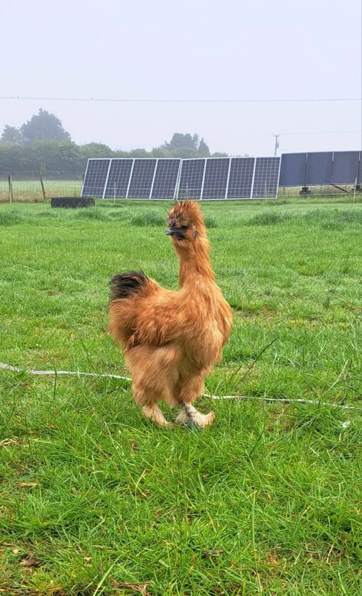Silkies Saxony drake Orpington rooster wellsummer - Image 1