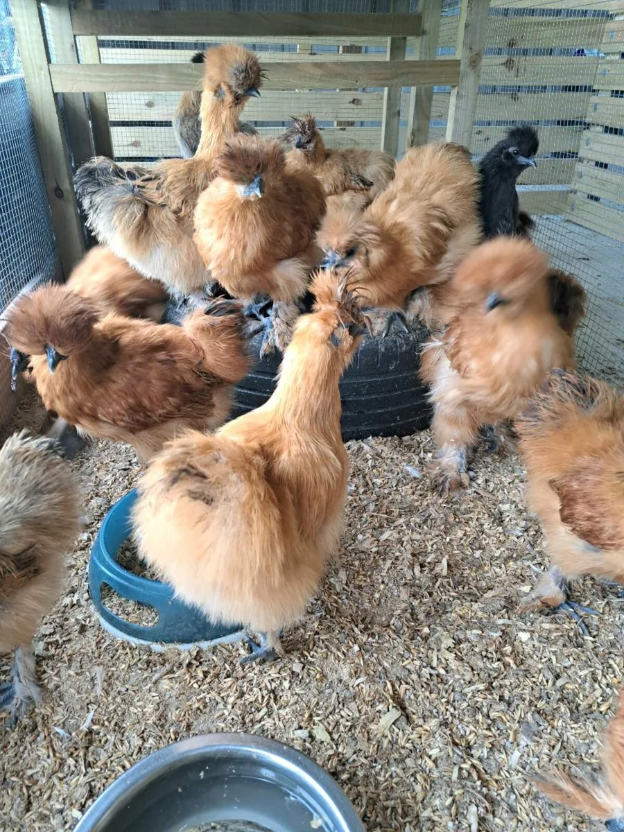 Silkies Saxony drake Orpington rooster wellsummer - Image 2