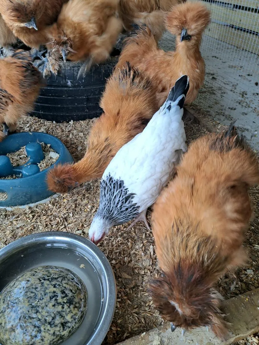 Silkies Saxony drake Orpington rooster wellsummer - Image 3