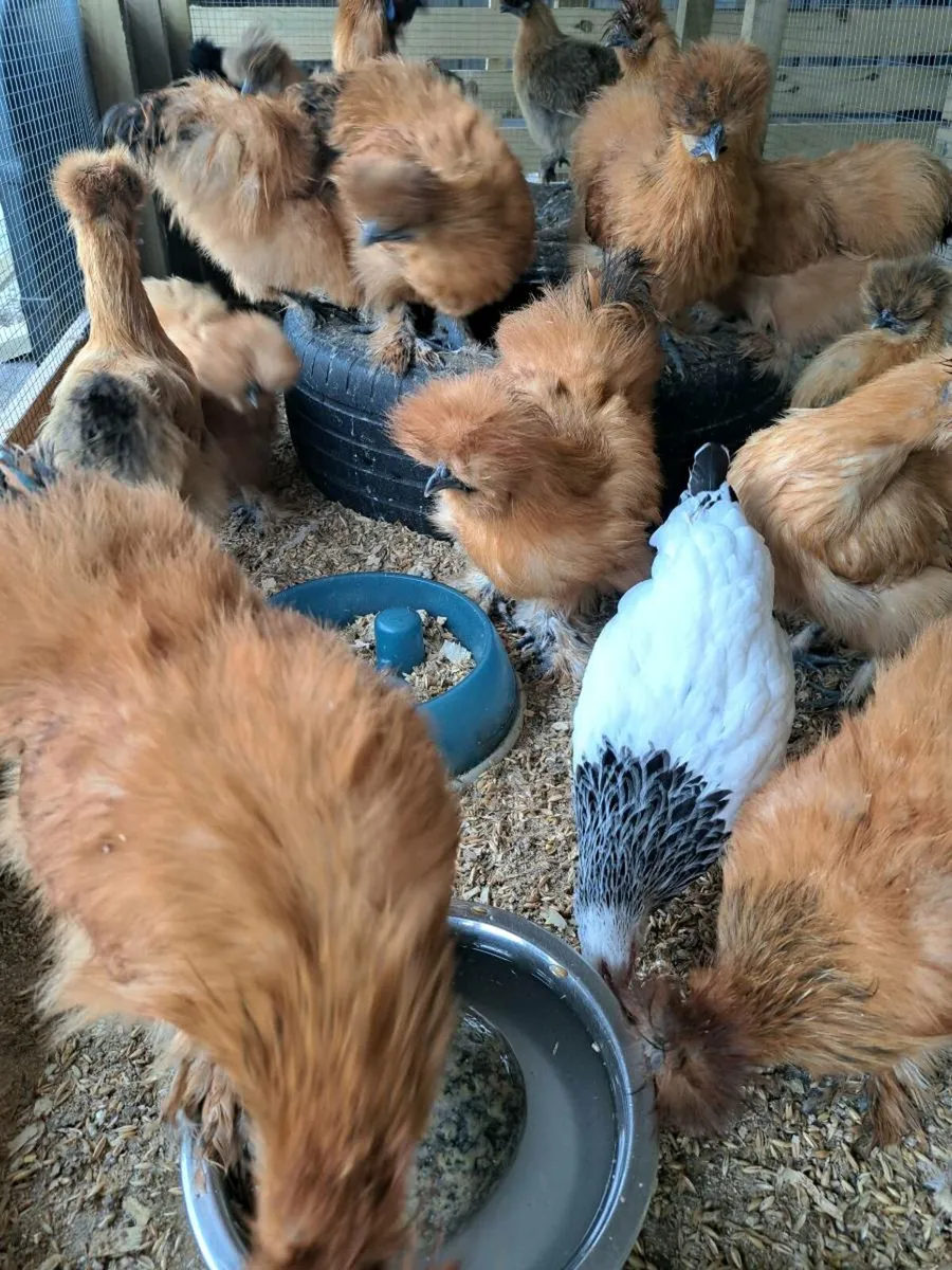 Silkies Saxony drake Orpington rooster wellsummer - Image 4