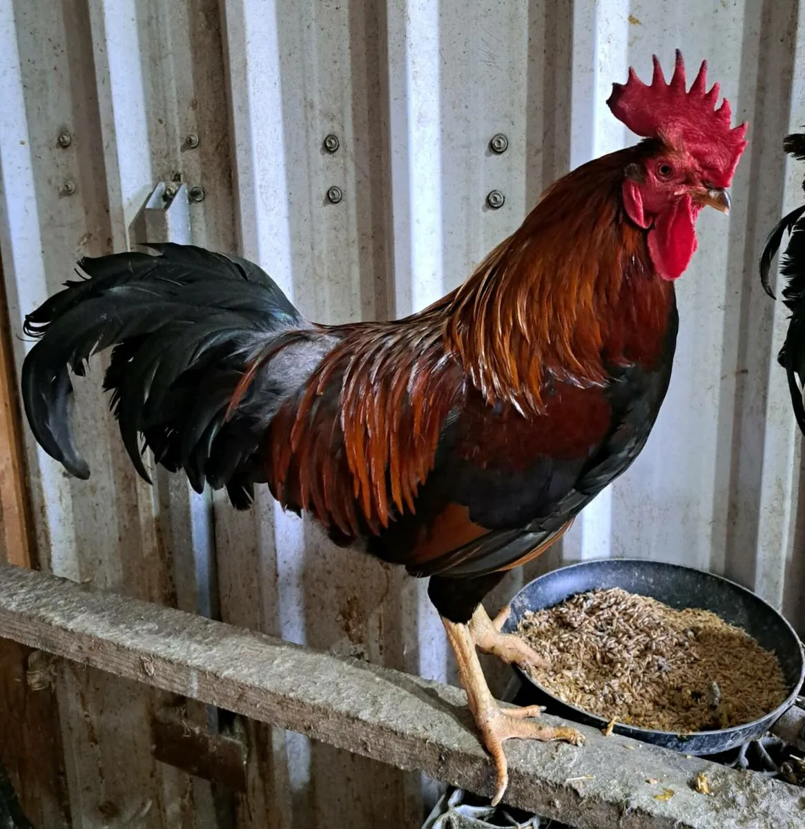 Roosters gold silkie wellsummer buff Orpington - Image 2