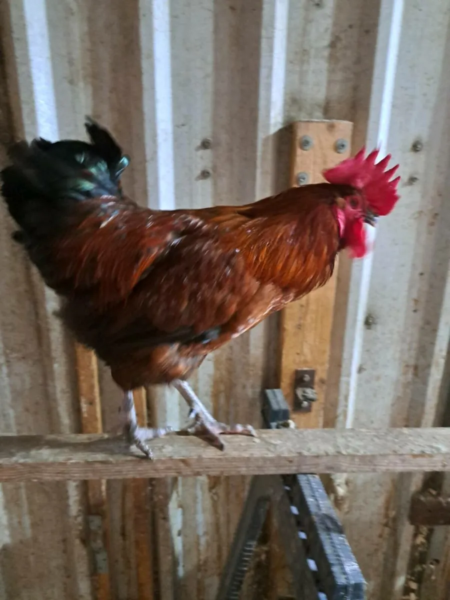 Roosters gold silkie wellsummer buff Orpington - Image 3